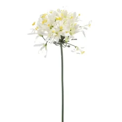 Agapanthus spray wit 80cm