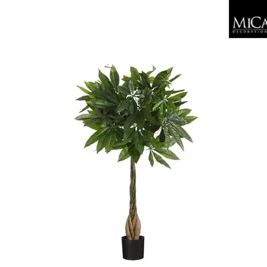 Pachira in pot groen - h80xd60cm
