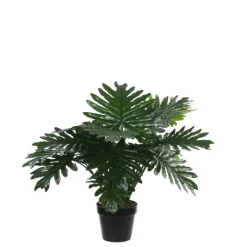 Philodendron in plastic pot groen 60 cm